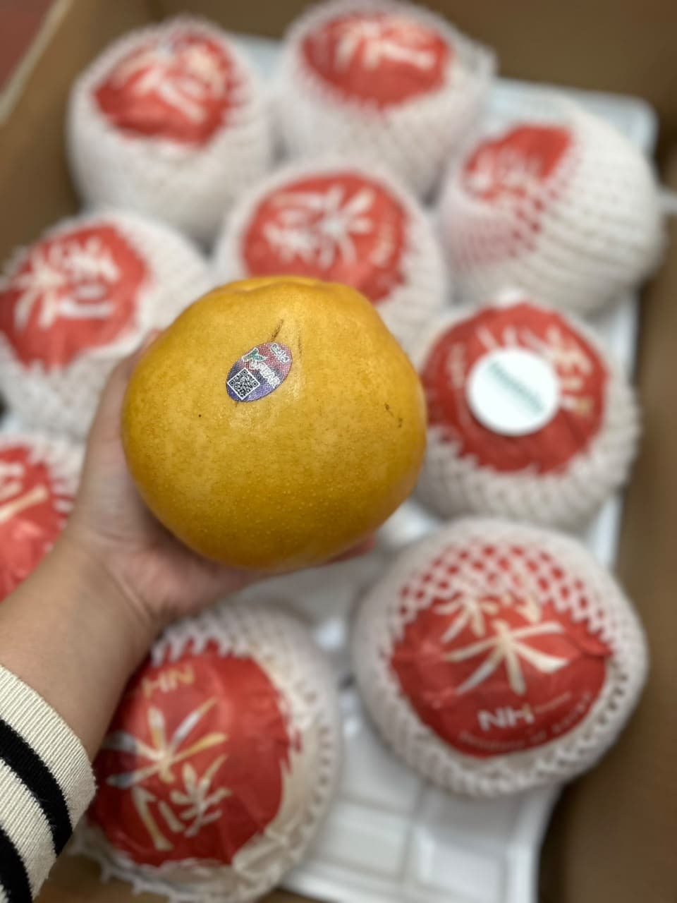Pear Korea Jumbo - Wong Hwang