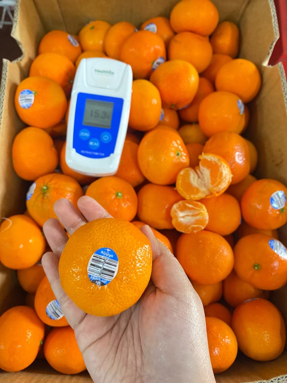 Jeruk Afourer Mandarin Australia - Nippy's
