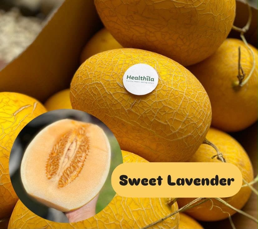 Melon Sweet Lavender