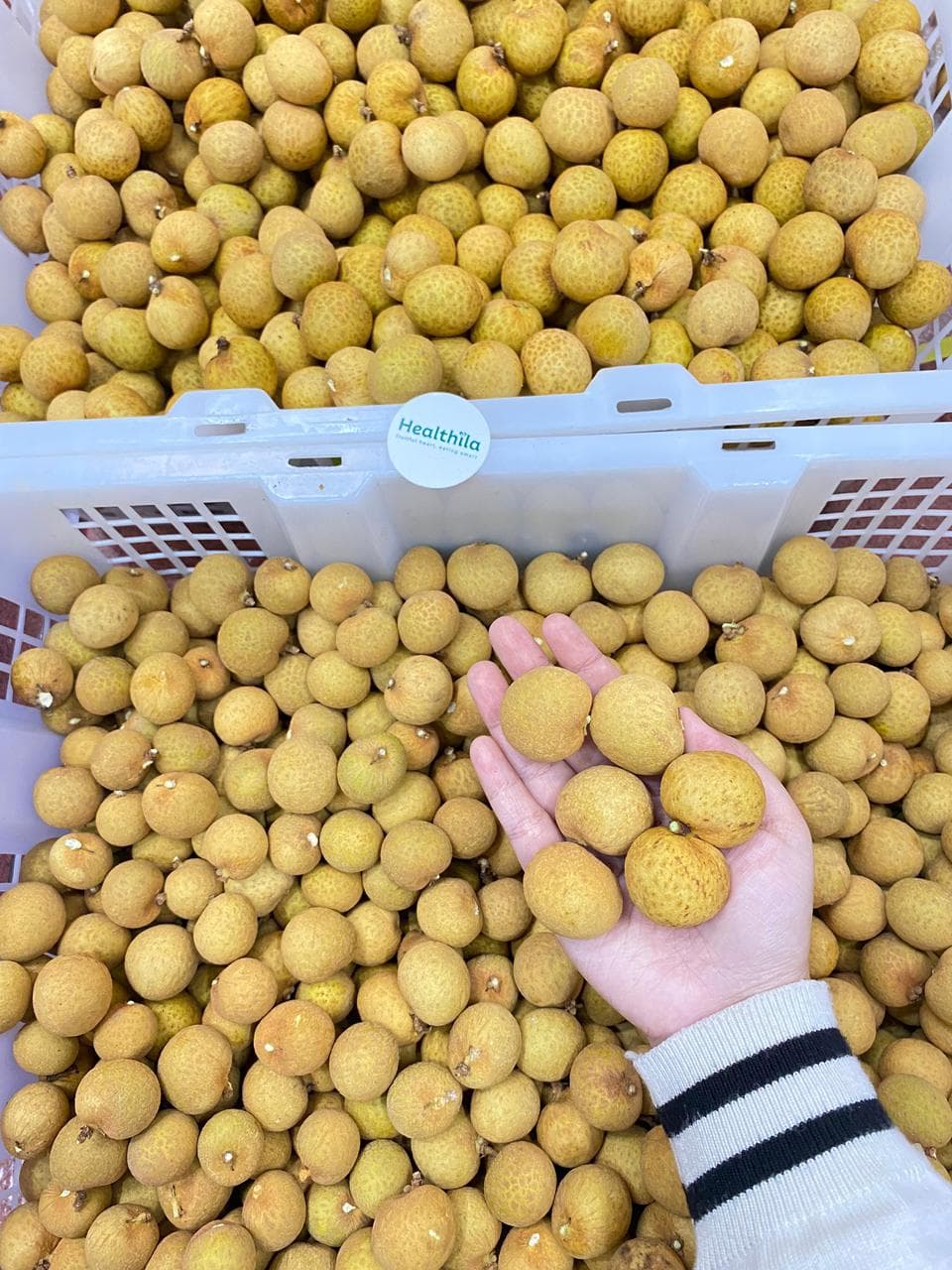 Kelengkeng Bangkok Jumbo Emas - Bumi