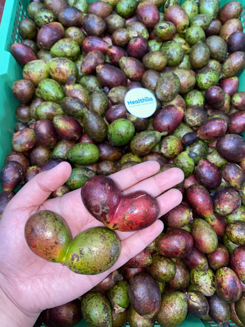 Matoa Kudus Jawa Tengah